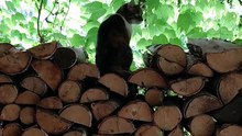 Observation post... and grooming station. 😸👀🧼 #cats #funnycats #catlovers