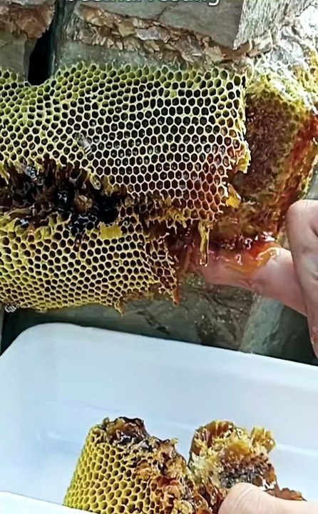 Honeycomb harvesting