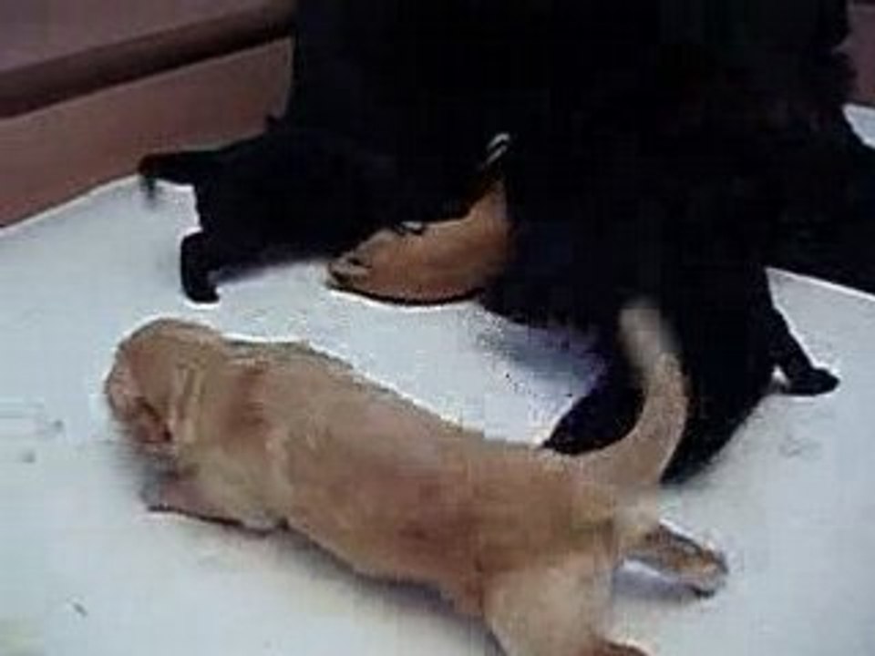 Quatre_pattes