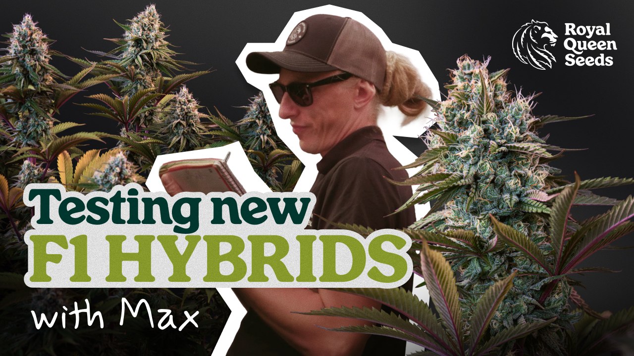 Inside a Cannabis Research Facility: Testing New F1 Hybrid Seeds