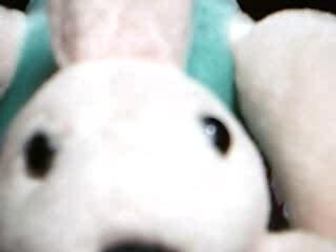 Kangourou le gros loup