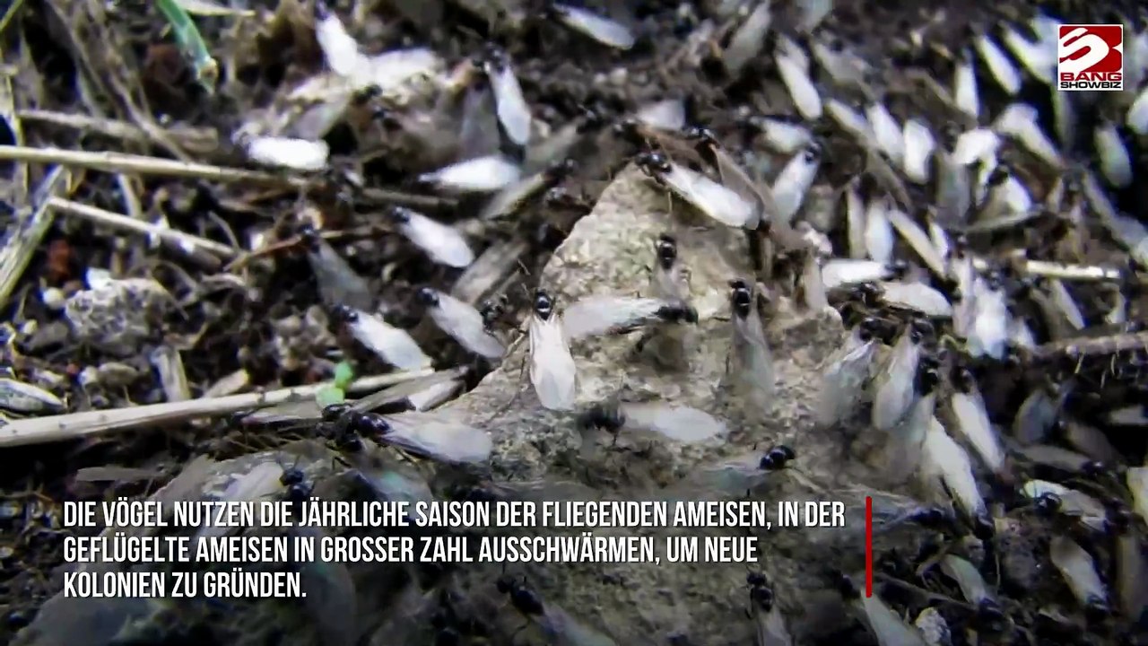 Möwen werden von fliegenden Ameisen offenbar 'betrunken'