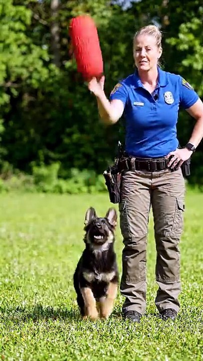 K9 Puppy Fetch Training 🐶 | Amazing Bring Command Skills #Shorts