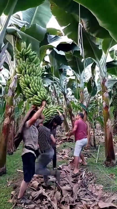 Mind-Blowing Modern Agriculture Machines & Satisfying Harvesting Techniques 🚜🌾