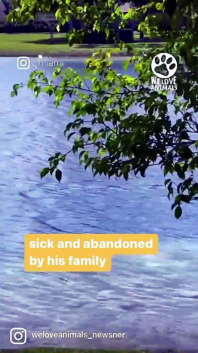 Little sick baby swan was abandoned by his fami...