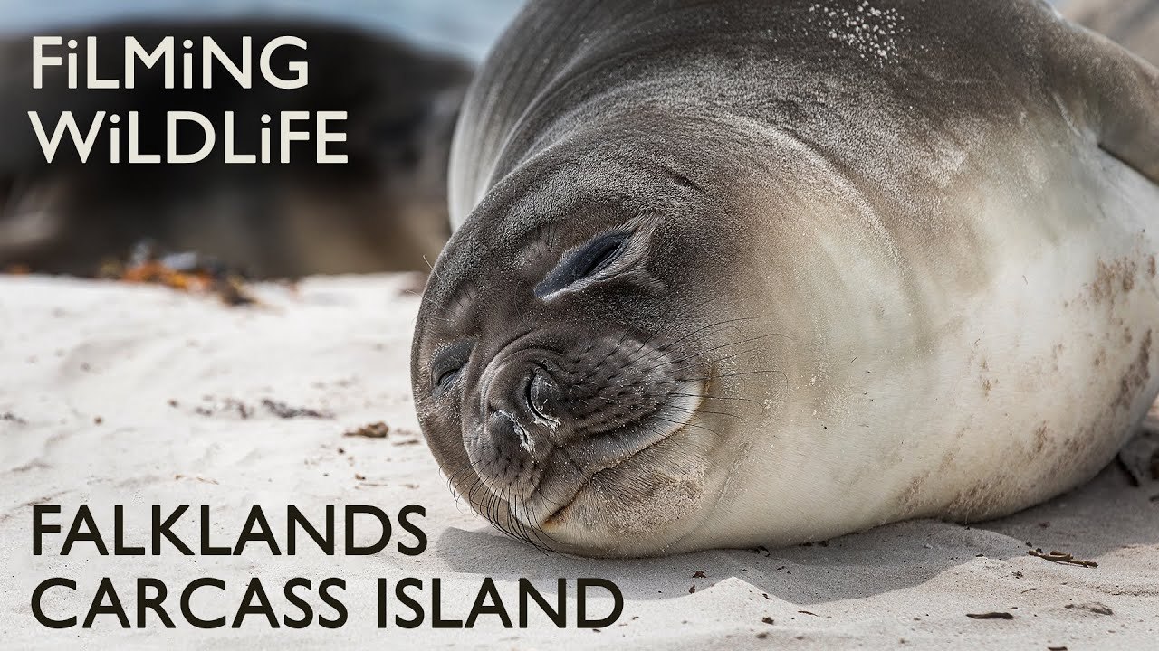 Epic Falklands Wildlife: Elephant Seals, Gentoo...