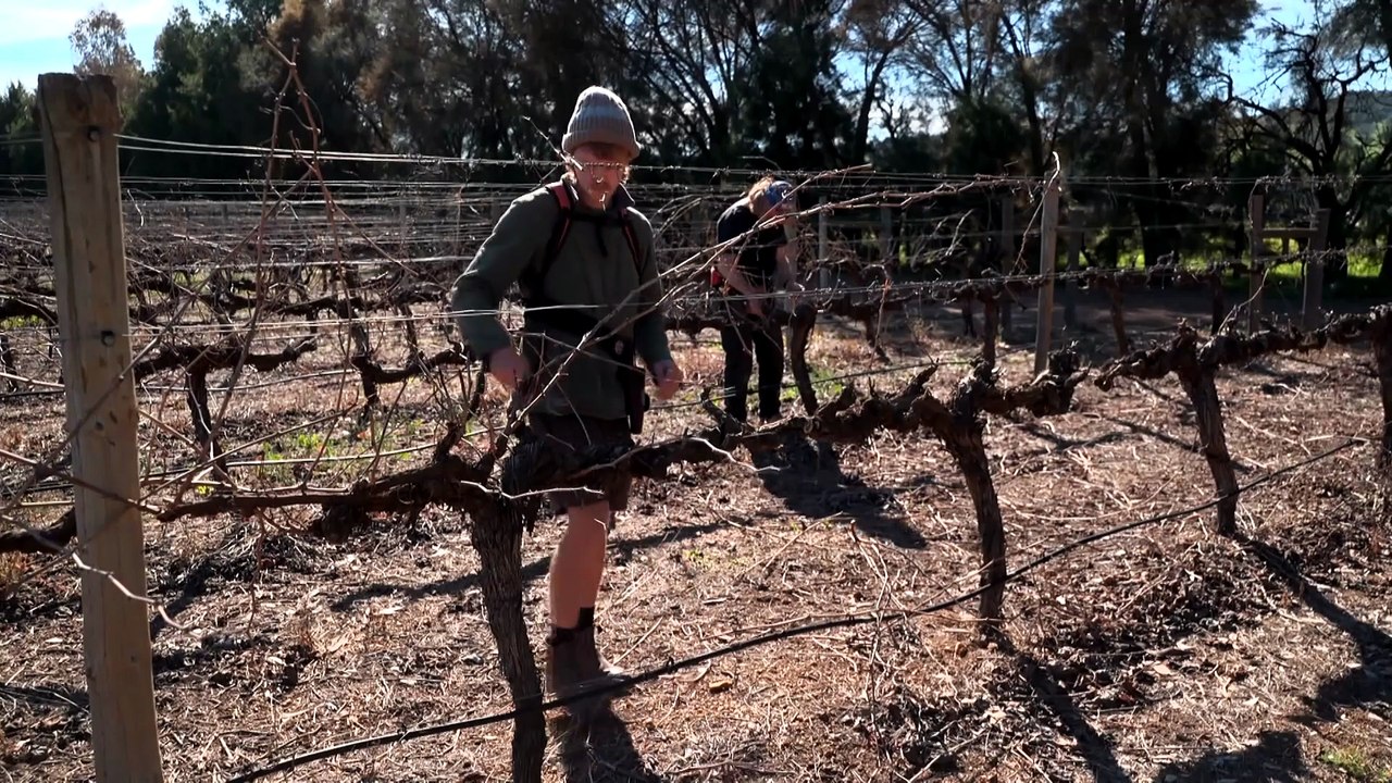 Australia’s wine industry struggles as global exports dry up