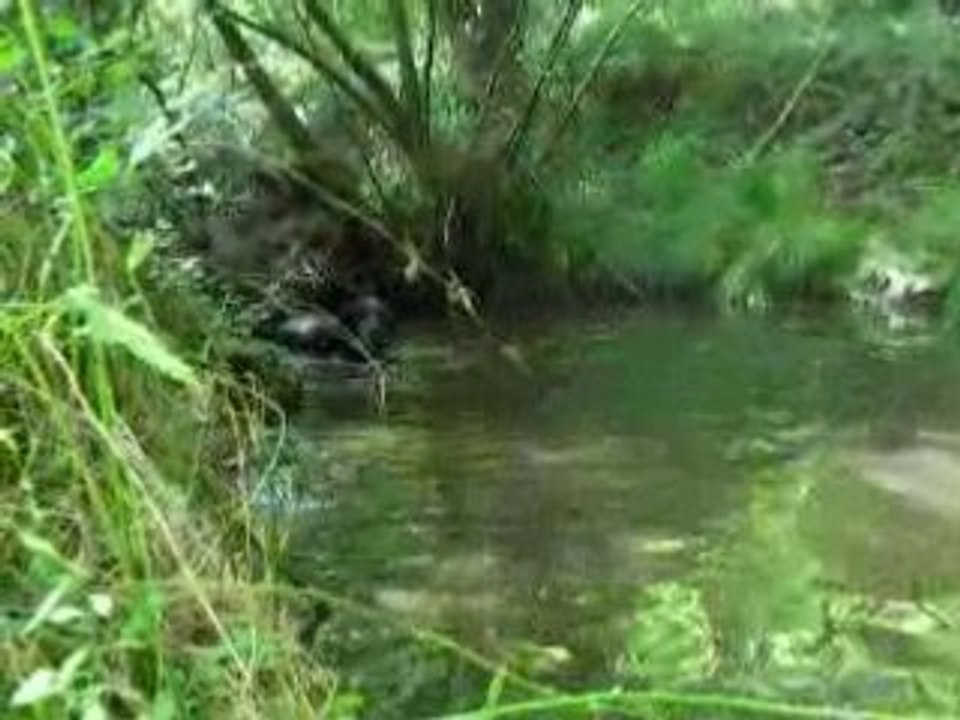 Baignade dans la foret Vol.5