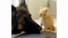 Funny German Shepherd dogs🐾🐾 #German Shepherd 🐩🐩#price#fun🐾🐾🐾#reels#viralvedio#