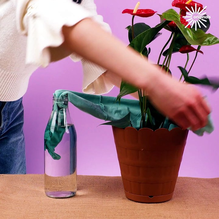 Spring hacks for a beautiful garden🌺