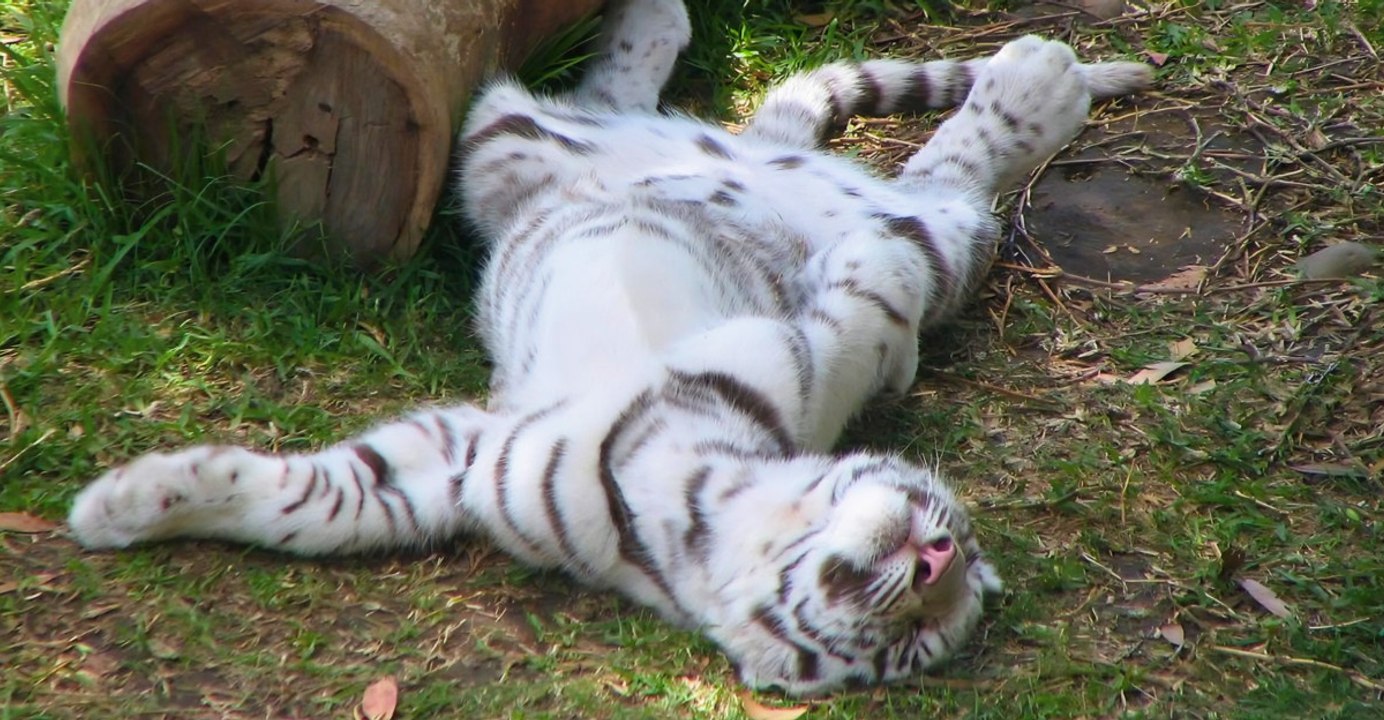 9 Sleepiest Animals Ranked by Daily Sleep Duration