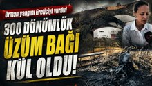 Gömeç'te Yangının Bilançosu Ağırlaşıyor: Üzüm Bağları ve Tesisler Zarar Gördü