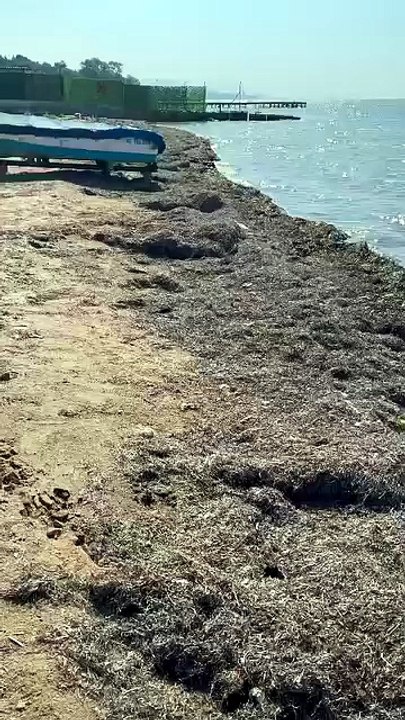 Çiflikkköy Sahilindeki Yosun ve Kötü Koku Vatandaşları Rahatsız Ediyor