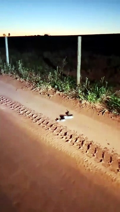 COBRA PULA NA NOSSA FRENTE