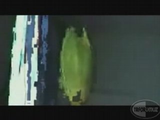 Bilim ve Teknoloji /// Bir Çicegin Gelişimi