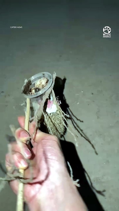 Kind Man Rescues Hedgehog 💕
