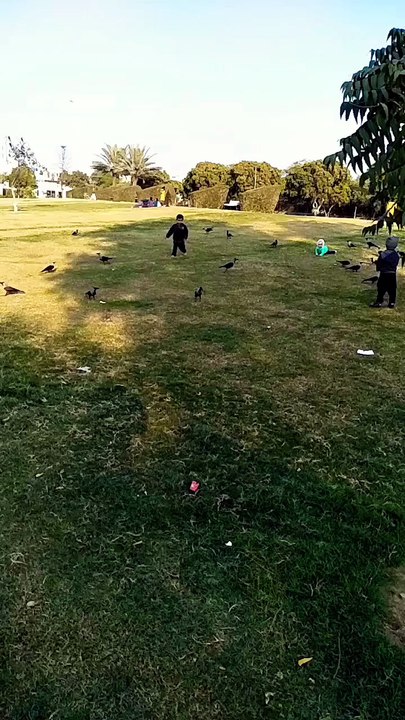 Catching a Crow