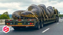 Thought It Was Just a Fallen Tree? 10 Giant Animals That Shocked the World When Discovered