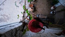 Peaceful Dove Nest Sounds For Relaxation your day
