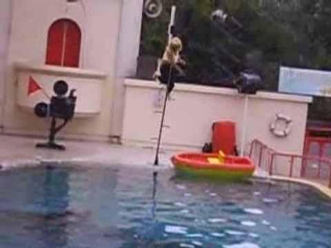 Spectacle des otaries walibi