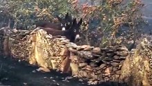Três burros ficam cercados pelas chamas, mas escapam ilesos