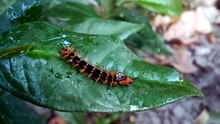 Ulat bulu