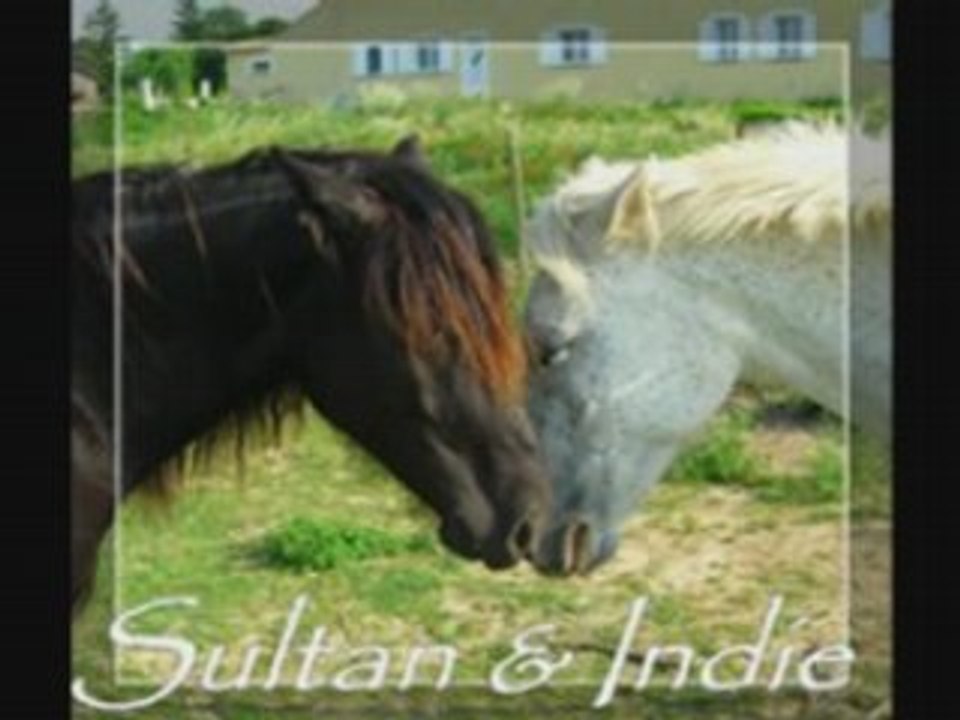 Sultan et indie