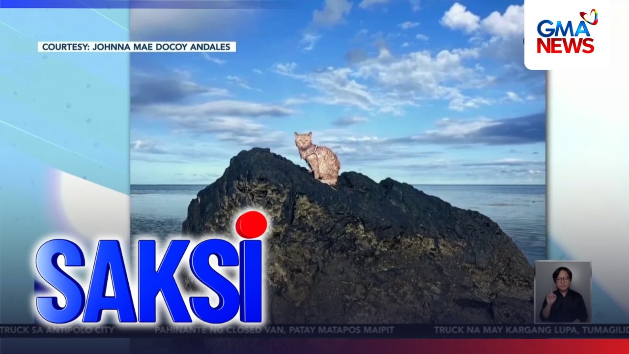 Alagang pusa at amo, naghabulan sa dagat | Saksi