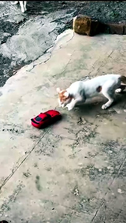 Cat vs arc car cat funny