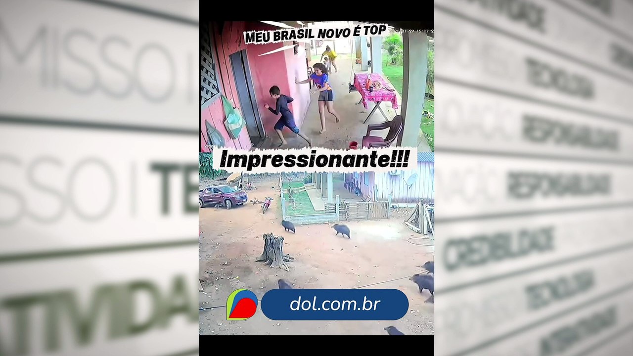 Porcos selvagens invadem propriedade no Pará. Ocorreu em Brasil Novo,