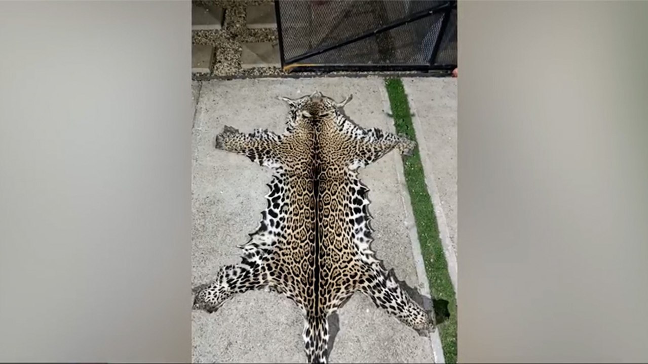 tn7-oij-encuentra-piel-de-jaguar-en-casa-de-sospechoso-300726