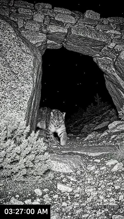 Wild Animal spotted | Like and follow for more