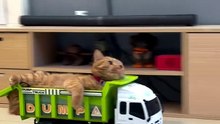 Excuse mee. . . Give me the way. . 😸😸😸