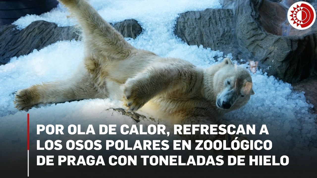 El Zoológico de Praga refresca a osos polares con hielo durante una ola de calor en Europa