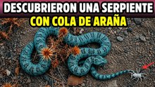 50 especies de serpientes más sorprendentes del mundo – Parte 2