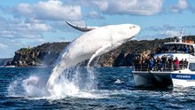 Migaloo The White Humpback Whale