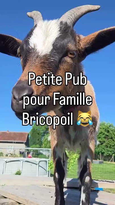 😹 Petite publicité gratuite pour Famille Brico...