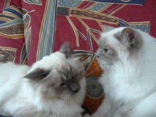 Non je ne suis pas une petite chipie