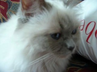 Je t'aime moi non plus