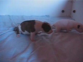 Les bebes ont 12 jours