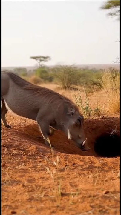 Hunter Turned Victim 😆#wildlife #funny #comedy #animal
