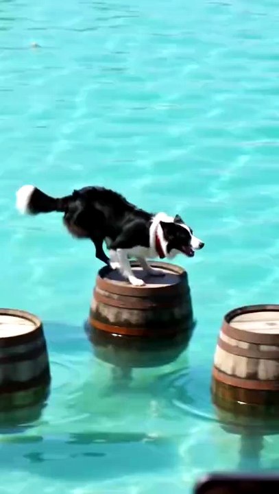 The Hardest Dog Obstacle Course Ever! | Watch This Dog Defy Gravity!a #puppy #bordercollie #funny