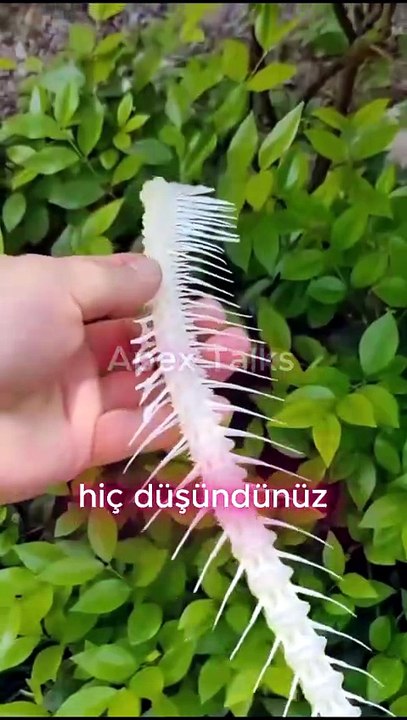 Balık Kılçıklarından Yapılan Bu Bileklik Herkesi Şaşırttı!