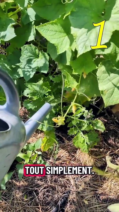 tes concombres sont amer ? Voilà pourquoi #concombre #potager #graine #jardinage #amer
