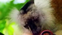 Lemurların Zehirli Kırkayaklarla Yaptığı Şaşırtıcı Davranış! Doğa Bizi Şaşırtmaya Devam Ediyor