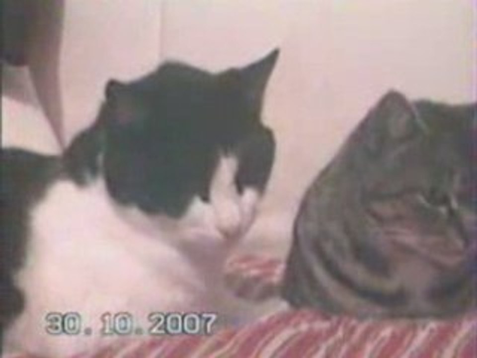 Félix et Pépette calins
