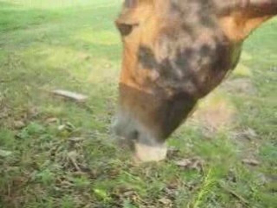 Farm Fireworks, Horses and more 4th of July