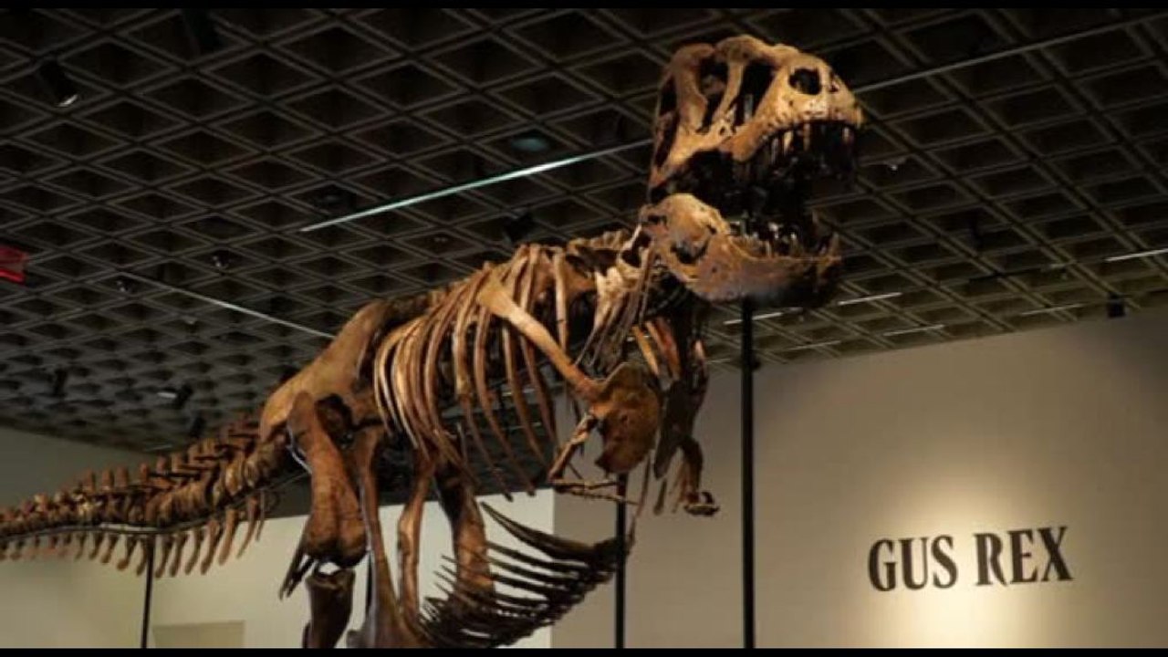 Raro scheletro di T-Rex venduto all'asta per 43 milioni di dollari