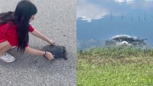 Heroic Girl Rescues Large Turtle from Busy Roadway