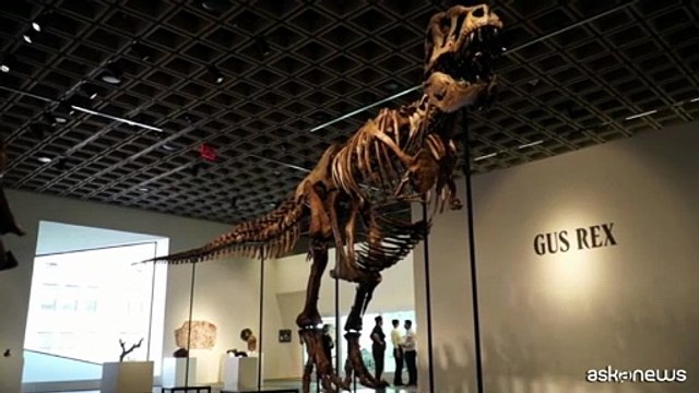 Raro scheletro di T-Rex venduto all'asta per 43 milioni di dollari
